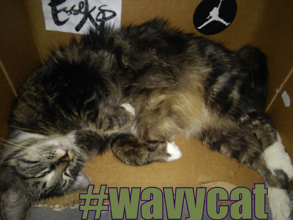 venniebee's tweet photo. Photoshoot..@SpaceJesusBASS and @EsseksMusic Stickers on her home made box bed.....so wavy moment.. #wavycat..... https://t.co/hkLDicKwcK