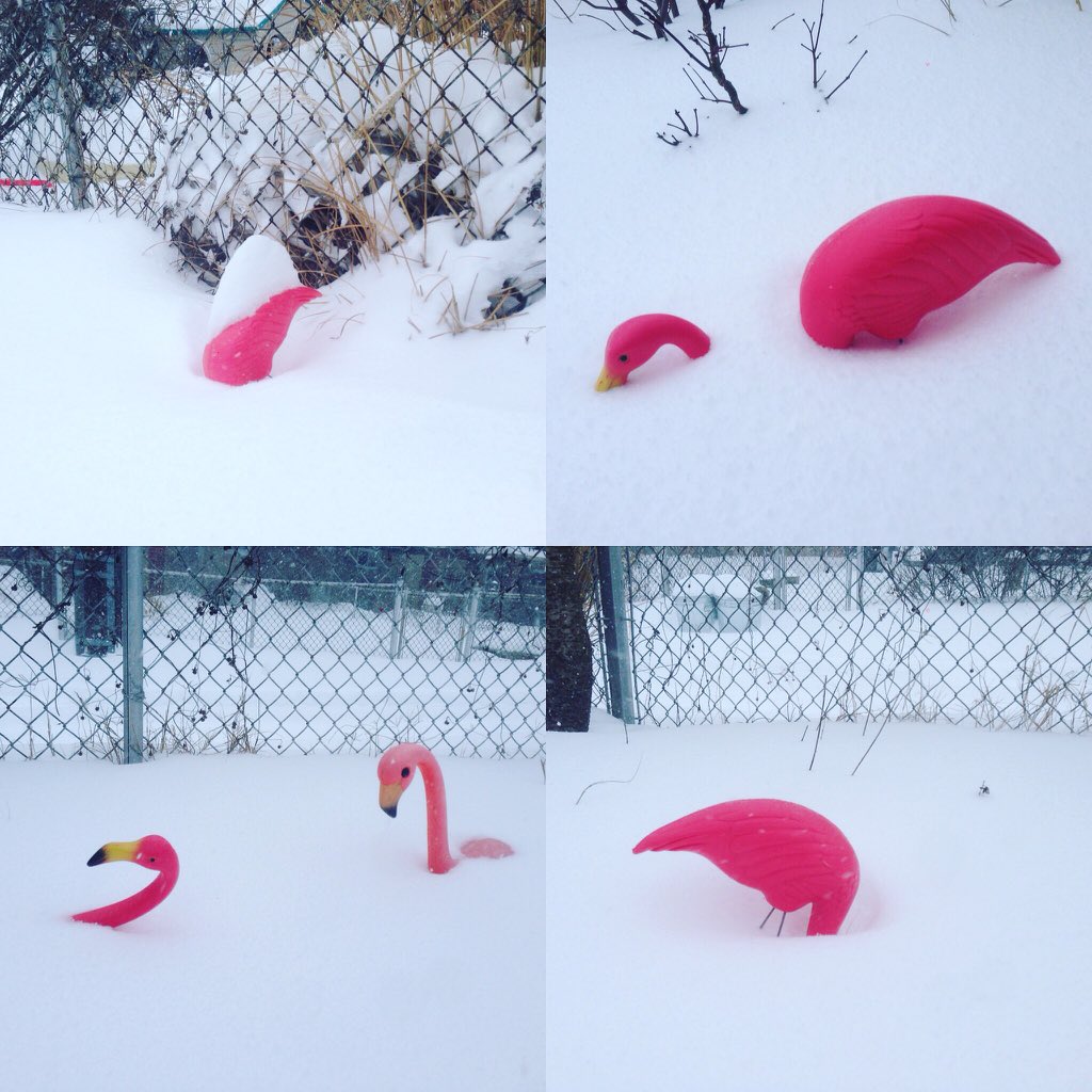 WeatherMingo's tweet photo. .@city_paper #GRAPHICIMAGES Do not attempt to eat scrimps in #Snowzilla #Baltimore #WeatherMingo https://t.co/F4BizqbsI5