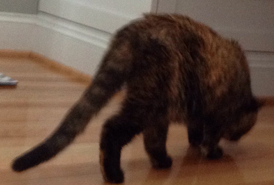 TreeManFaceBits's tweet image. free cat world