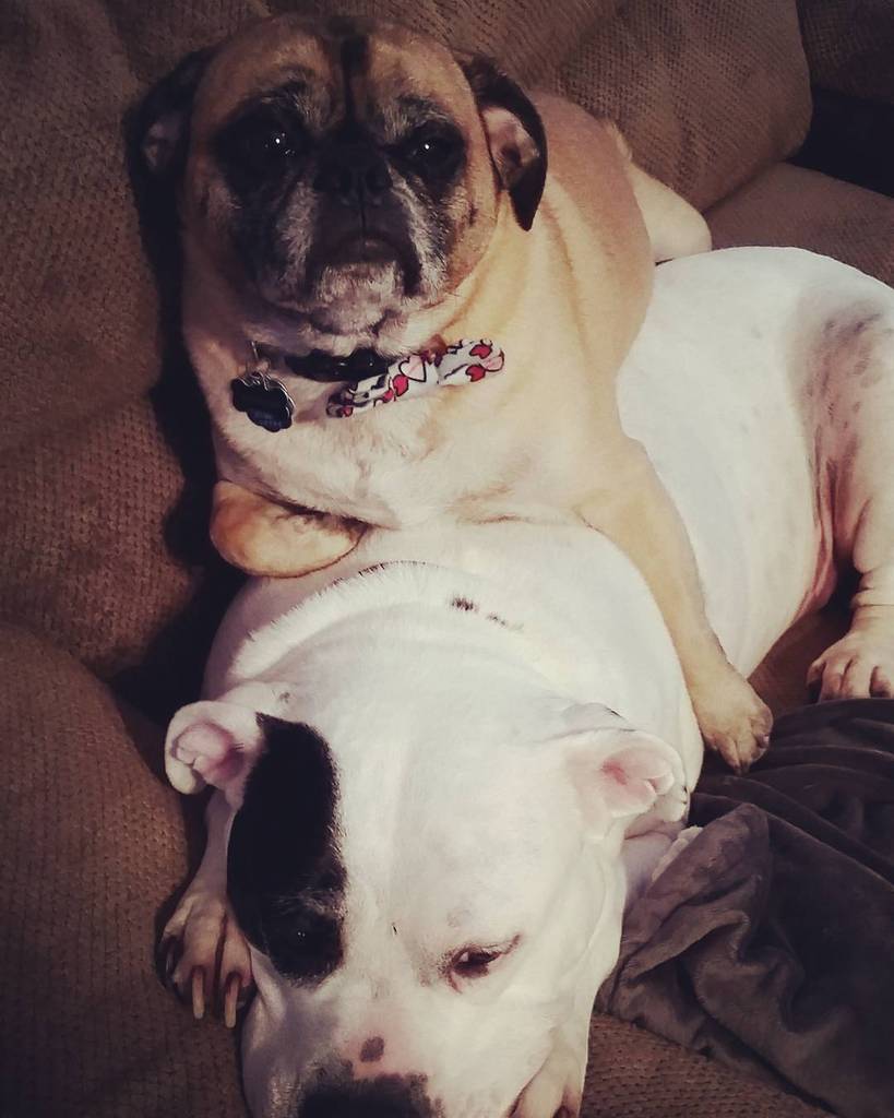 Puglee_Pug's tweet photo. Spending Saturday on my favorite pillow. 😅😴 #pug #pugs #pugsofinstagram #pugsnotdrugs #puglife #instapug #flatnosed… https://t.co/limbhoEBs8