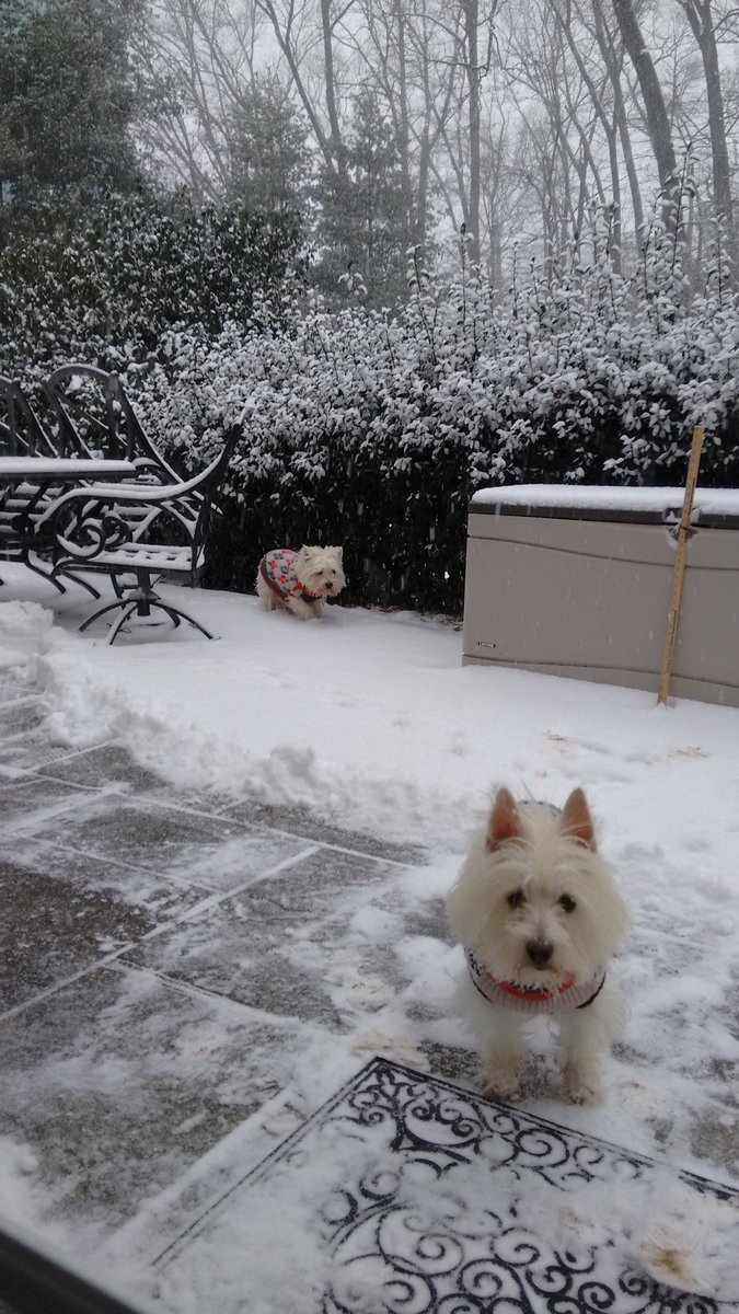 MaryGreene3's tweet photo. Westies love the snow! Yesterday and today comparisons. 2' + in Potomac. #snowday9 https://t.co/aghqrsSIPE