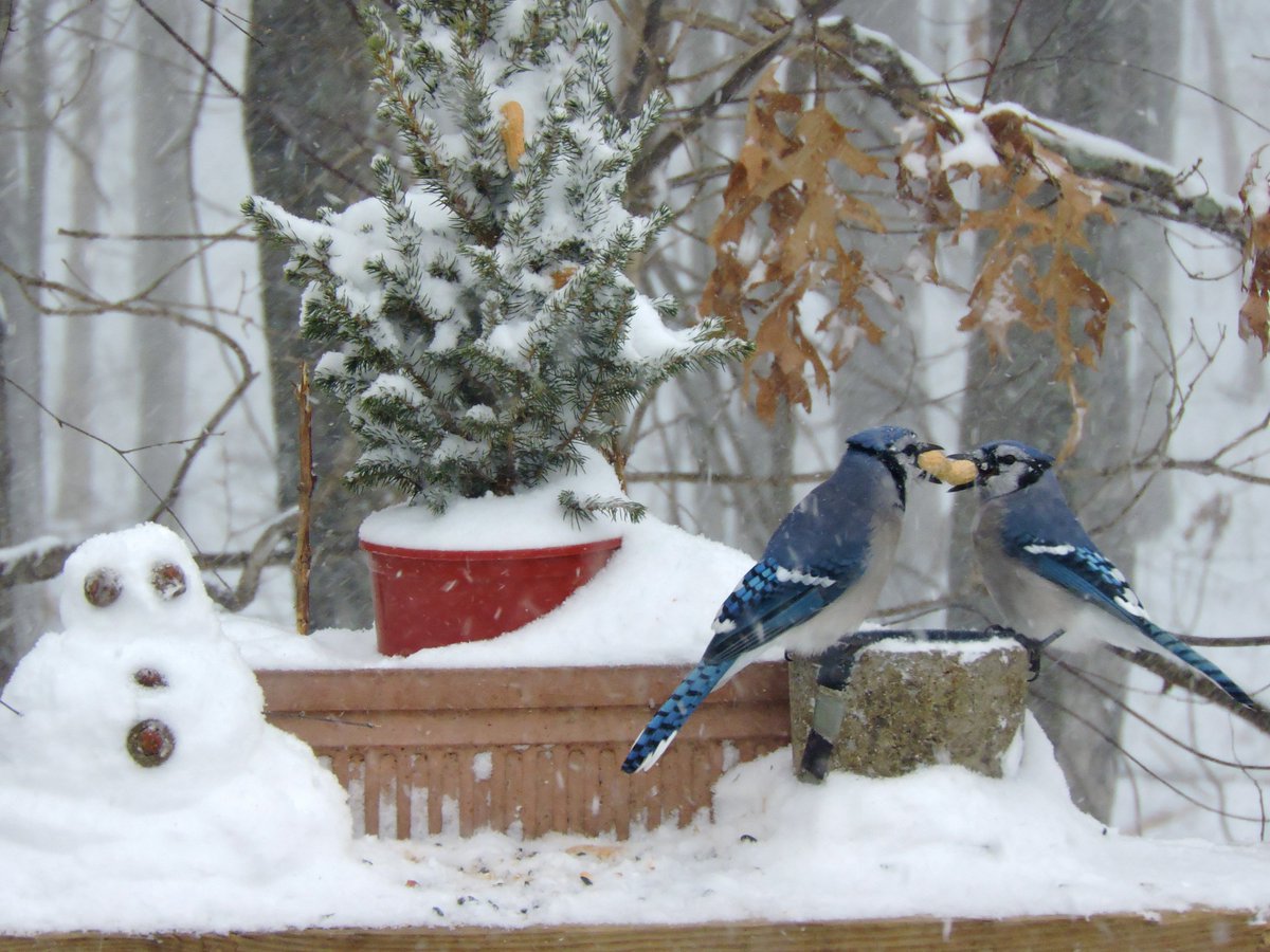 PoconoRecord's tweet photo. Nancy T. captures a great moment with these blue jays. #PRsnow https://t.co/RXJ6kSvd7v