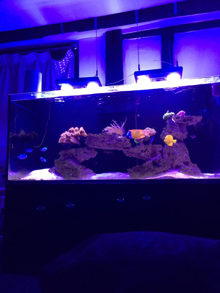 #my reef tank. #marinefish