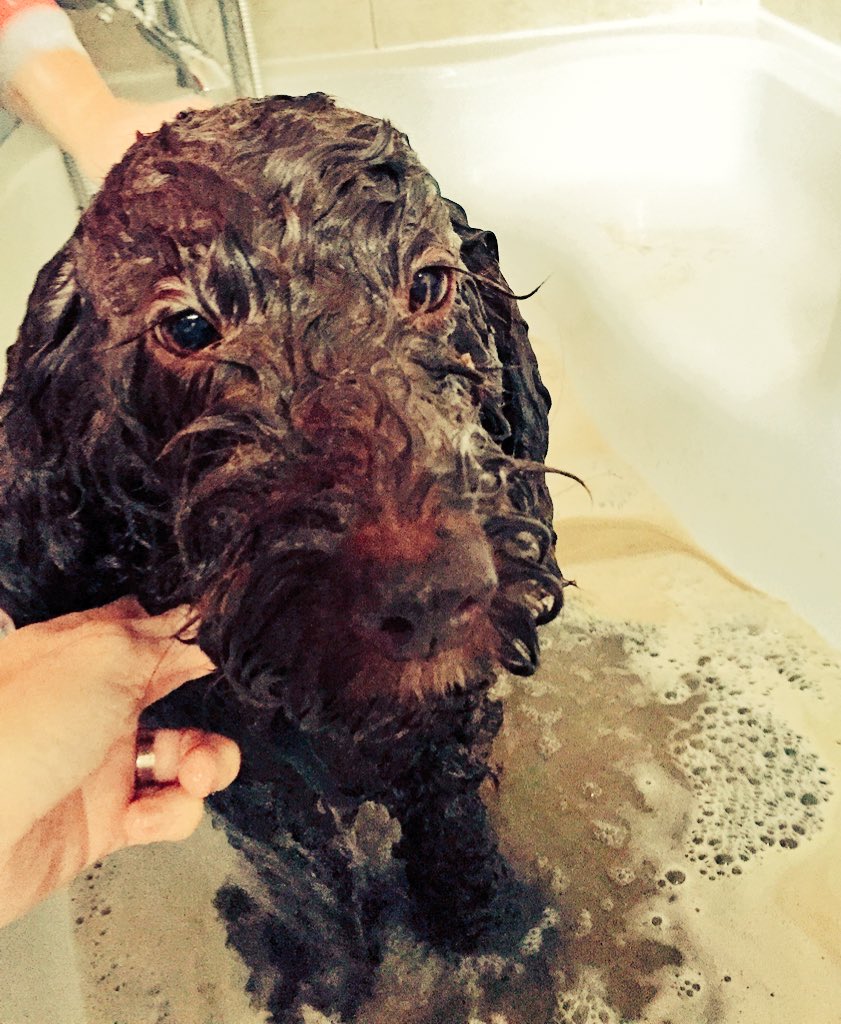 My cockapoo after a muddy hike