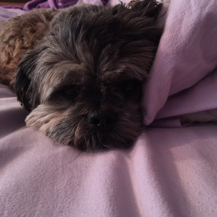 RileyClancy's tweet photo. Just keeping it warm for my human. 💜 https://t.co/PfiuVtgiIJ