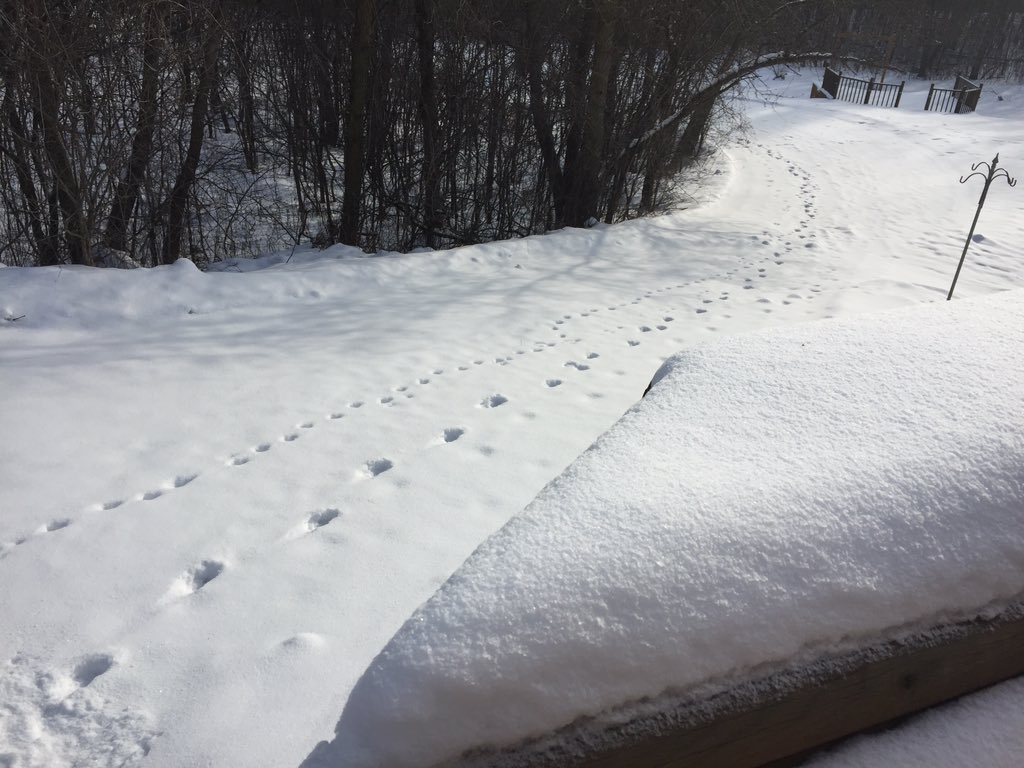 kimpek's tweet image. Getting ready to move some snow. Gotta love it! The is no such as too cold, just not good clothes. #lifeinMN