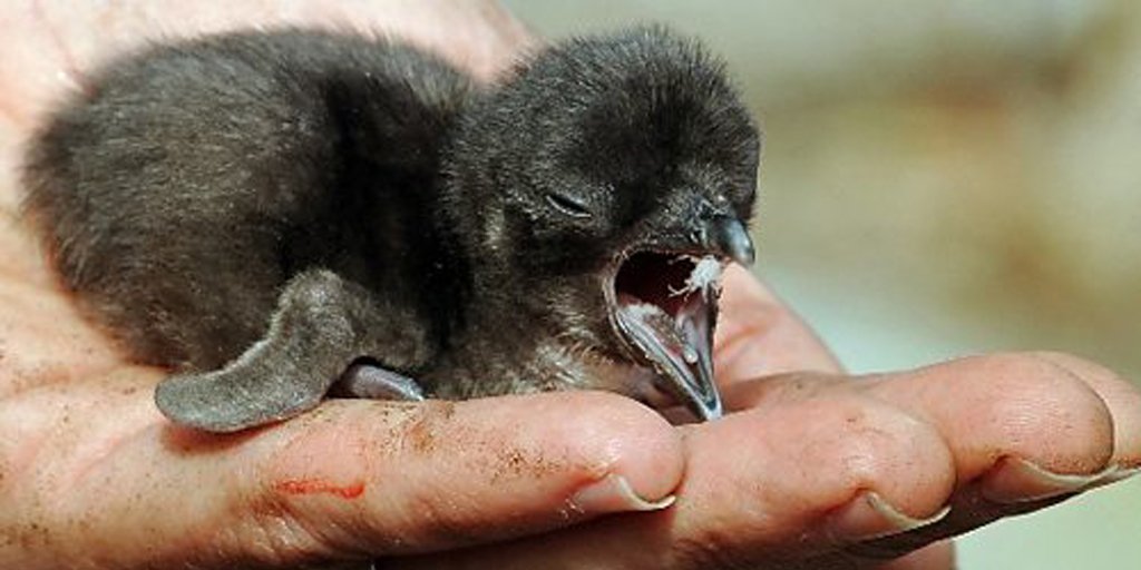 Flowers in space and tiny baby penguins: standard week, really. 

QUIZ 
OF
THE
WEEK >> bit.ly/1lEPY5S