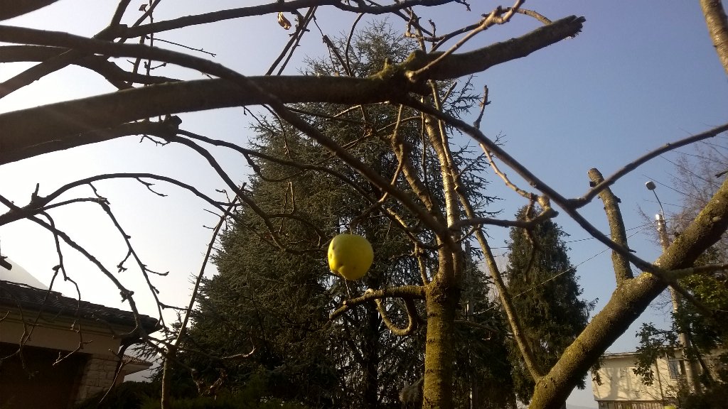 messy_Amber's tweet photo. #survivor #lifeinwinter #coldwontbreakme #apple #appletree #nevergiveup https://t.co/BMy8FbWJo0