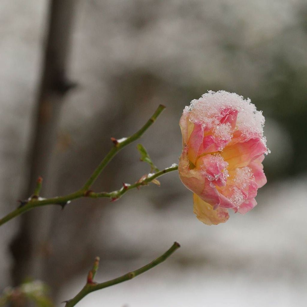 yorkshire_brew's tweet photo. Growing even in winter
#rose #Yorkshire #flowers #winter  #flower #igscflowers #exclusive_… https://t.co/8fU0AKnXbK https://t.co/2lIqPVQE7g