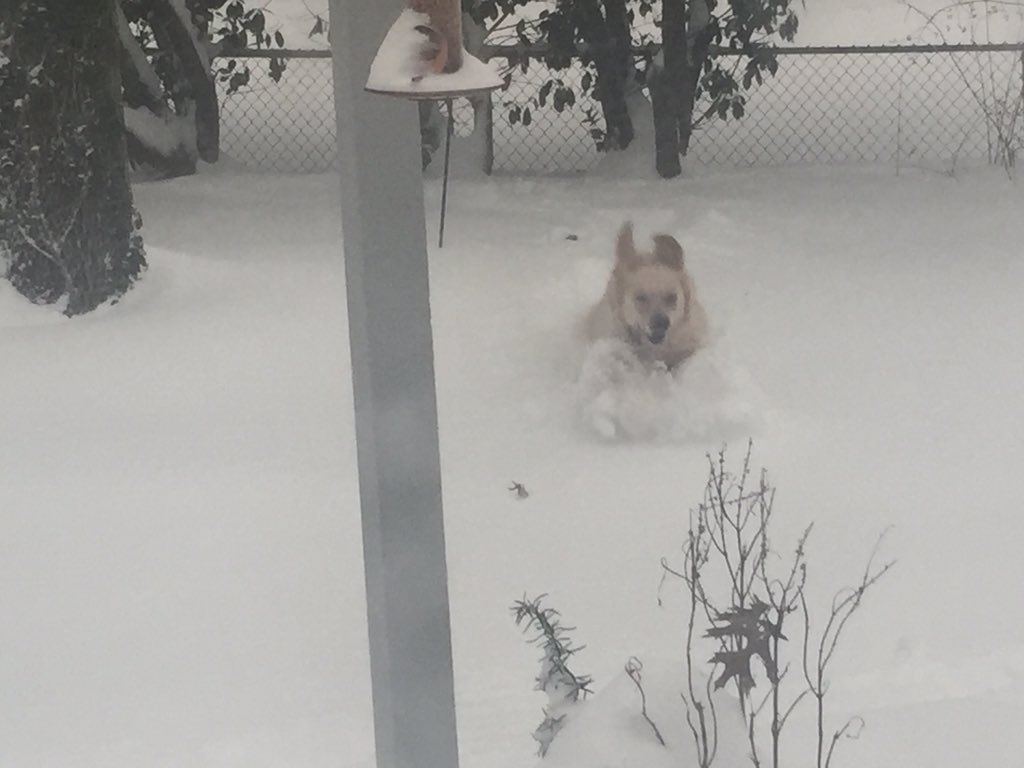 Langley HS Boys Lax tweet media