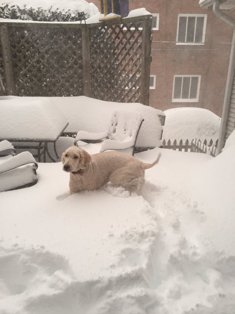 Flip7428's tweet photo. Arlington, VA - Come high or low, Cosmo's gotta do what he's gotta do.
#thewinterawakens https://t.co/kQ4PkVKA1H