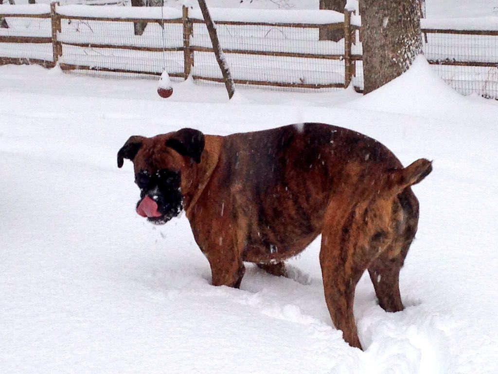 Jack_the_Boxer's tweet photo. Hey peeps! I'll eat anything #boxeraddict https://t.co/8kJWz6oxht