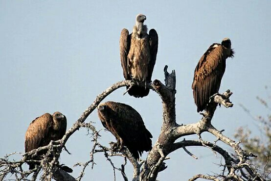 VisVp's tweet photo. The following are in the pic. Identify.
1. #Pappu
2. #Presstitute
3. #IshratBrother
4. #Secularist
5. #ISISAgent https://t.co/2o0M4NyiTv