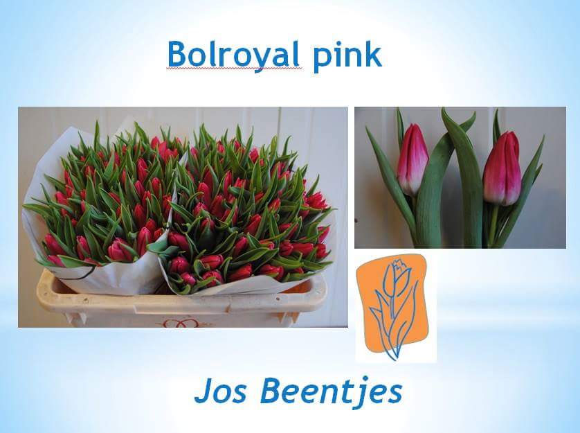JcmVof's tweet photo. Vanaf maandag weer op de veiling @FloraHolland @aalsmeer https://t.co/x09rGF41S4