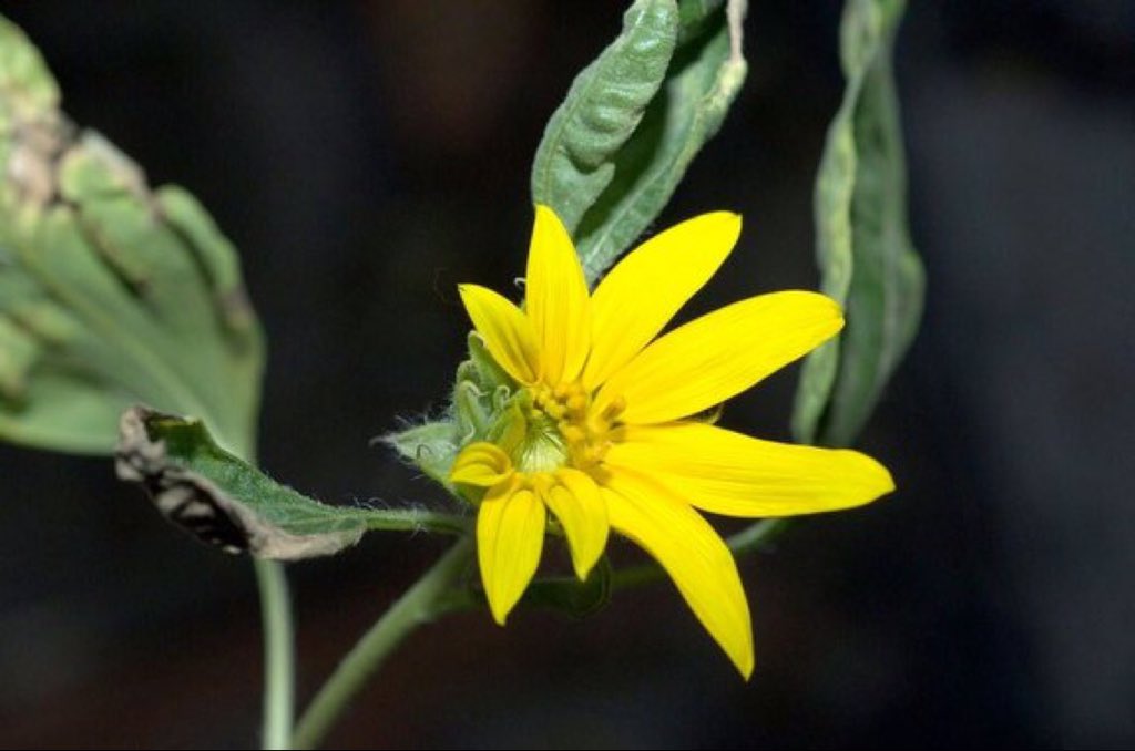 fizikhodjam's tweet photo. Uzayda yetişen ilk Çiçek ise 2012 de yetiştirilen 'sunflower'.
#uzay #space https://t.co/F0veNjB1uv