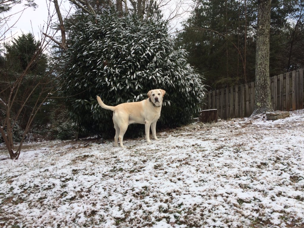 LynneHoward7's tweet photo. Woke up to some pretty snow outside this morning!! #ilovesnow #snowdayingeorgia https://t.co/tkKZPteg68