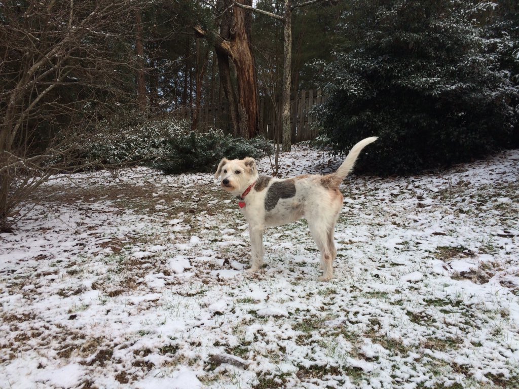 LynneHoward7's tweet photo. Woke up to some pretty snow outside this morning!! #ilovesnow #snowdayingeorgia https://t.co/tkKZPteg68