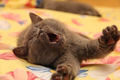 PicsOfCuteCats's tweet photo. Good morning cutie https://t.co/ZC8irNtGIA