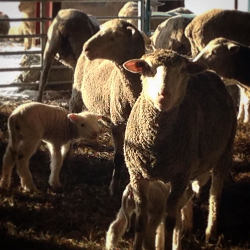 BerksFarmTable's tweet photo. Good morning at Lila's Farm. #lambing #berkshirefarms #sheepscape #berkshirelandscapes #lo… https://t.co/AjbTcl2xTM https://t.co/n7ENkXPNQb