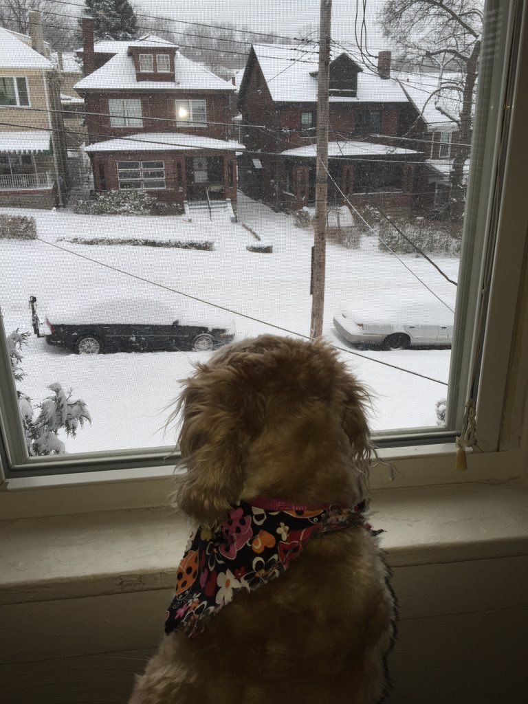 Daisy the cocker spaniel from Squirrel Hill can't wait to play outside! #wtae #pittsburgh #snow #blizzard2016 <a href="/wtae/">WTAE-TV Pittsburgh</a>