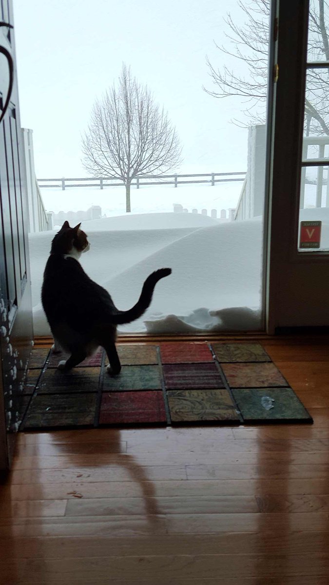 Elizabeth Cromwell tweet media