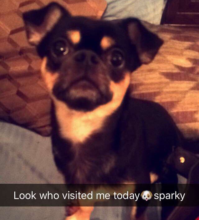 pratap_simon's tweet photo. #love #sparky 🐶❤️ #oneexception ❤️ https://t.co/trJzp1Mmt0