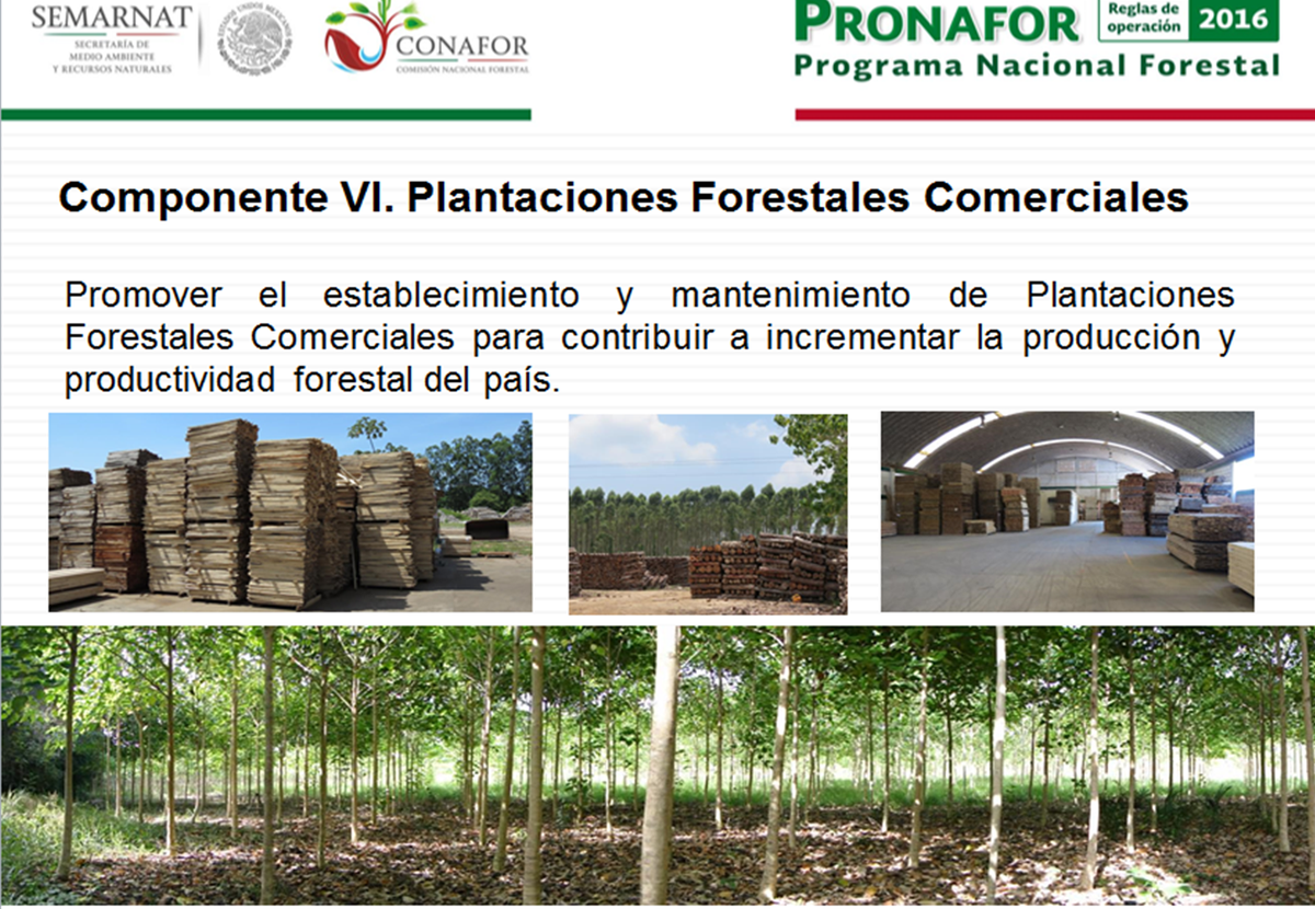 CONAFOR's tweet photo. #PRONAFOR2016 apoya las Plantaciones de maderas preciosas con fines comerciales https://t.co/D04jDlwDEI