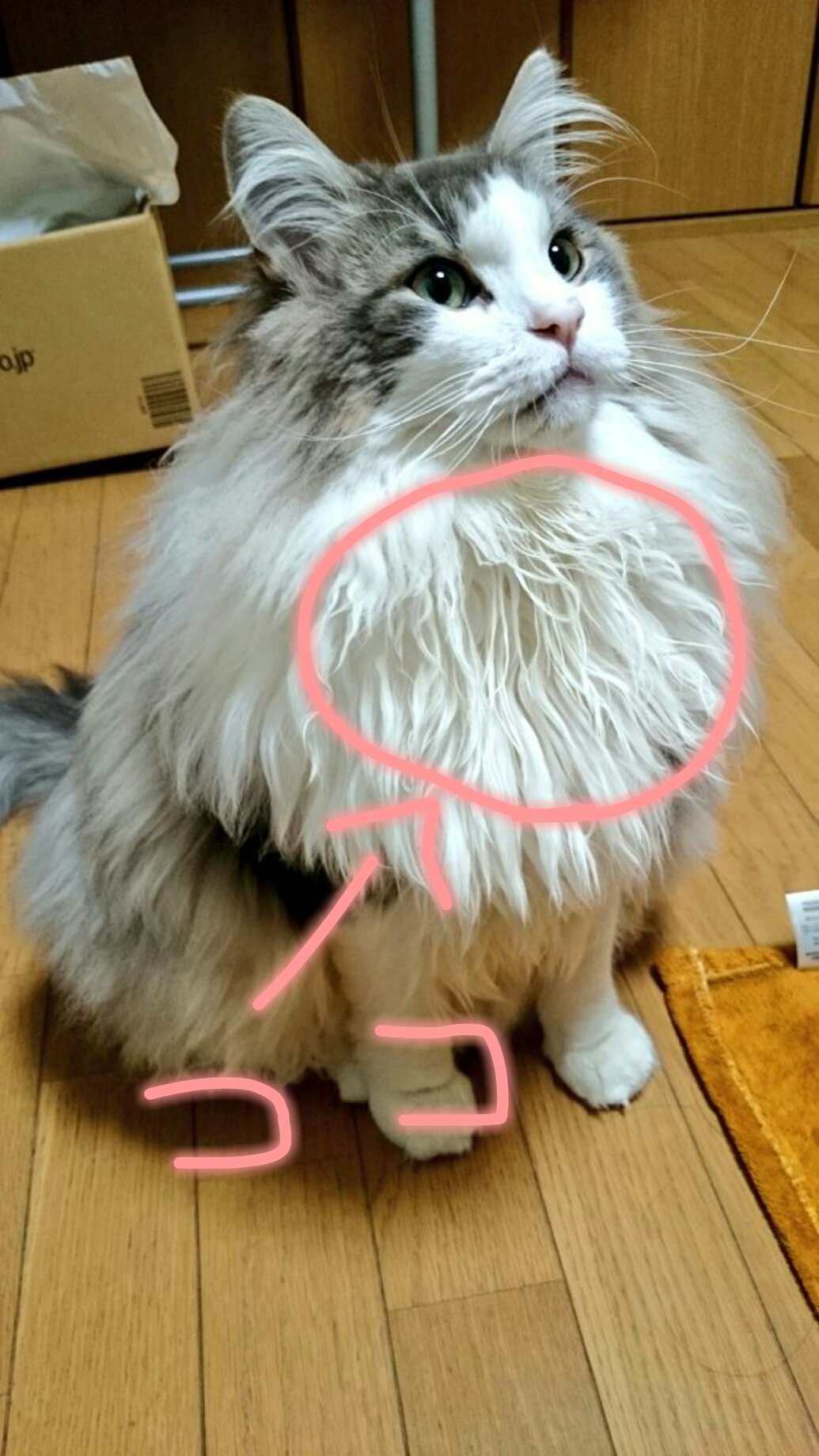 柊 on Twitter: "長毛種を飼ってる方に質問です! 皆さんの家の猫さんは 胸毛?びちゃびちゃになりませんか? 殆どの方の猫さん写真は