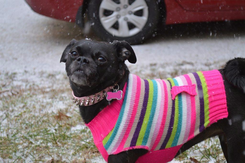 awwdailypics's tweet photo. My Amelia In Her Sweater #animalsmiling https://t.co/j7E8c3Ch1L