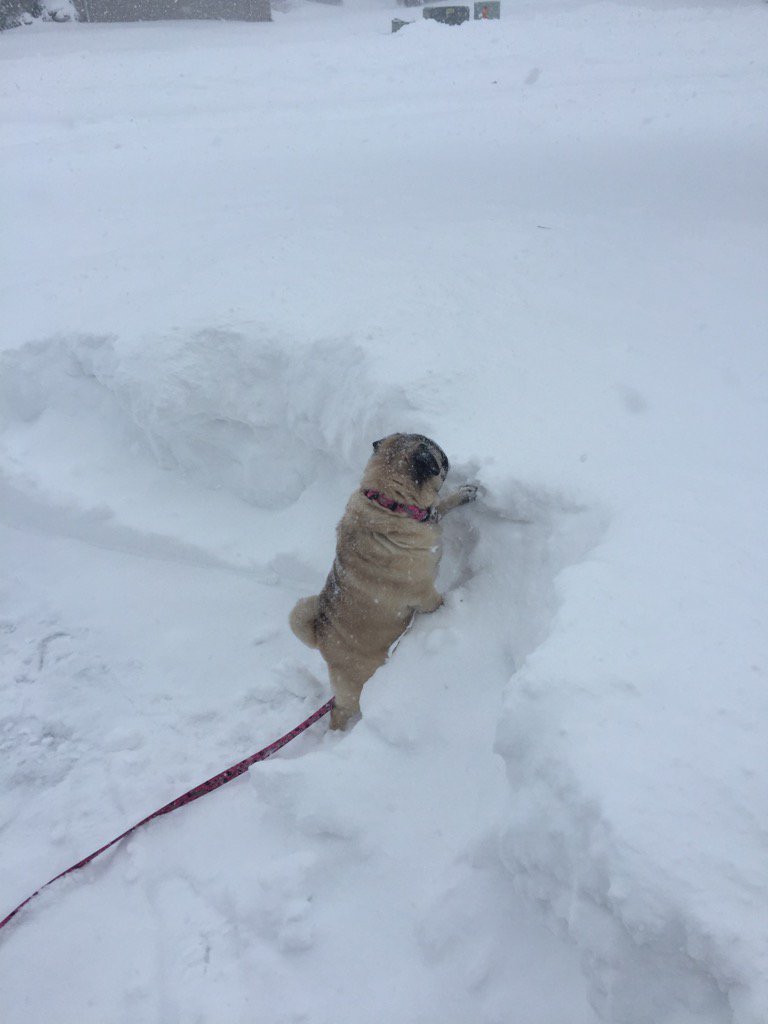 GGavinman's tweet image. About a pugs length of snow right now! #montcosnow