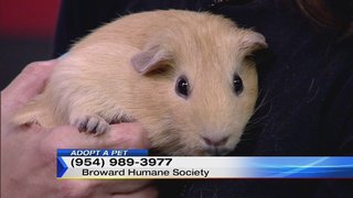 Maple the guinea pig is searching for a forever home, SHARE to help her find one! local10.com/video/maple-th… https://t.co/jeOAXFfffb