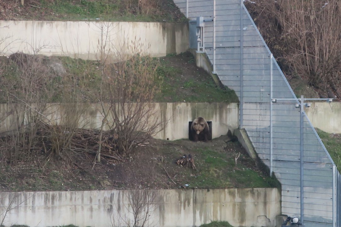 Live aus dem #Bärenpark: Finn kommt aus seiner Höhle. Ist der Winter schon vorbei??