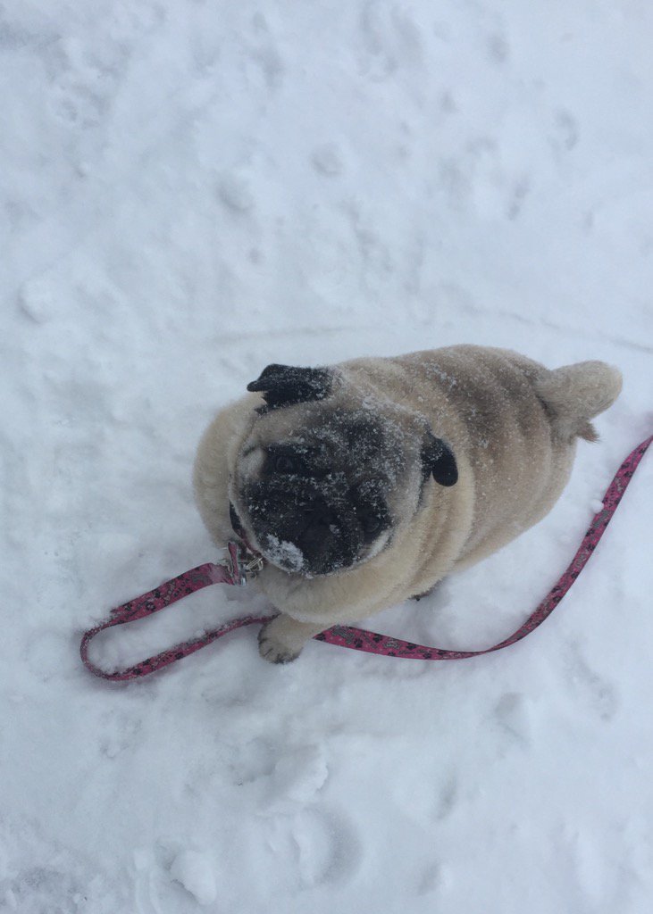 GGavinman's tweet image. Snow pug!  She actually likes the snow despite the sad face.