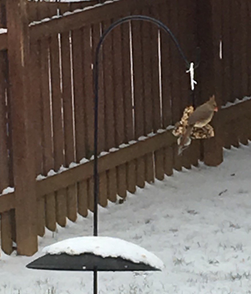 acctprof's tweet image. Not a nature lover but feeding the birds in the snow seems good - unless they are a cardinal! #KeepPounding