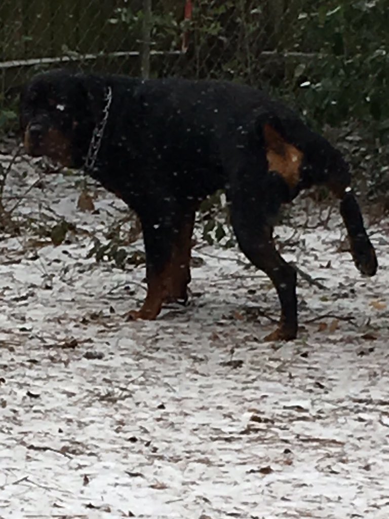GOGITIT's tweet photo. #MAXXIMUS Wettin Up The ❄️❄️❄️ #GoldenSNOW https://t.co/aRQfSvyIvD