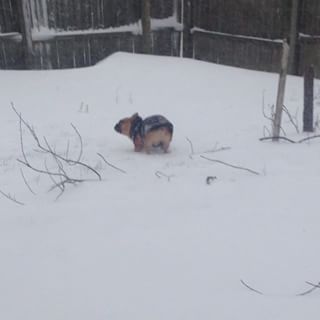 Frenchie_Cute's tweet photo. Dallas hating the snow βοΈπΎ #getmeinside #blackpug #pug #frenchbulldog #frenchie https://t.co/77CUvs2ALv https://t.co/37is4IqKx3