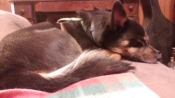JazzShaw's tweet photo. If you think an RT could help Willie find a home I would be in your debt. We do not want to give him to a sheleter. https://t.co/W2lXjHIoMO