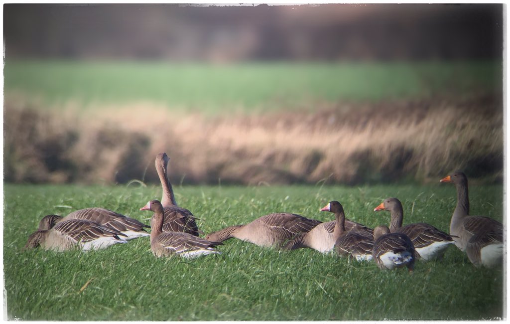 john_malloy's tweet photo. @BirdingNorth goose action at Holywell this morning, iPhone-scoped. #tundrabean #whitefront https://t.co/49WUKK0a6G