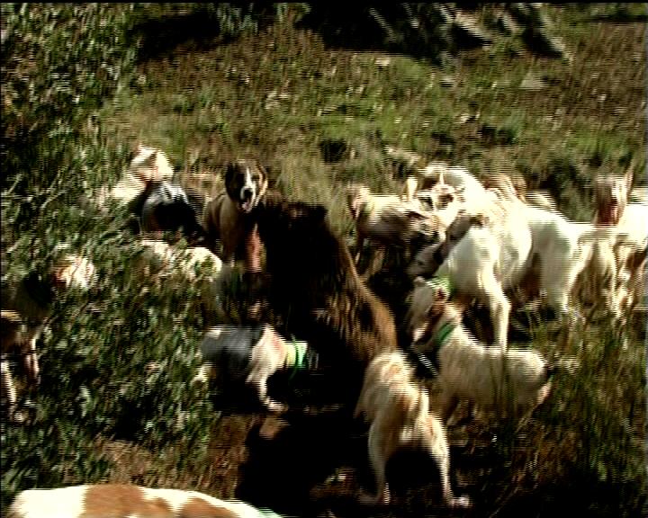 Vicenteamatcaza's tweet photo. Un lance sorprendente.
En el 1ºdoc de esta noche veréis como un jabalí se suelta de un agarre y se viene hacia mí?? https://t.co/CTynDhbr36