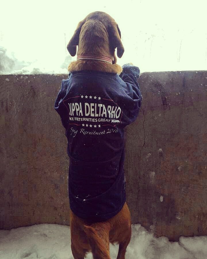 kdrlambdabeta's tweet photo. If you need reasons to Rush ΚΔΡ this semester, here's another one  🐶🇺🇸 #JMUSnow https://t.co/HcIs6nD7Hf
