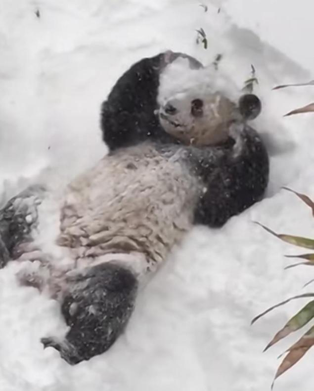 NYDailyNews's tweet photo. SEE IT: Tian Tian the panda is having a blast during #Blizzard2016 https://t.co/8Cvn26lkWY https://t.co/ylu2hlQCjM