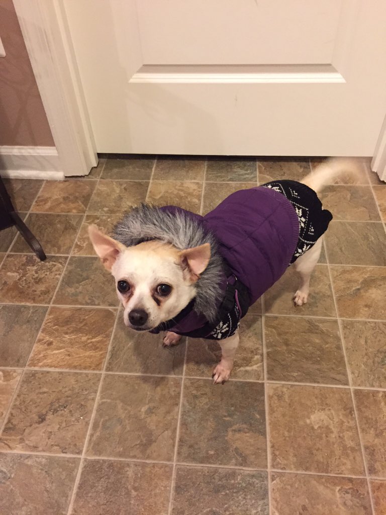 ElonPJ's tweet image. Lola's ready 2 go potty in the blizzard! #thewinterawakens @stephaniebruhn #chihuahuaproblems #littledogproblems