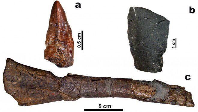 Fòssils de cocodril, tortuga i Hadrosàurid del mateix jaciment q la vèrtebra de Titanosaure. eljovepaleontoleg.blogspot.com.es/2016/01/els-di…