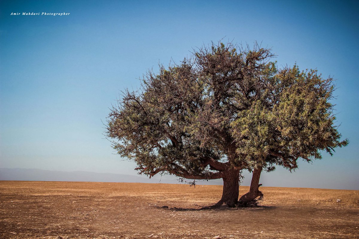 1985Mahdavi's tweet photo. #tree #Iran #nature https://t.co/eTnkNIYBn0