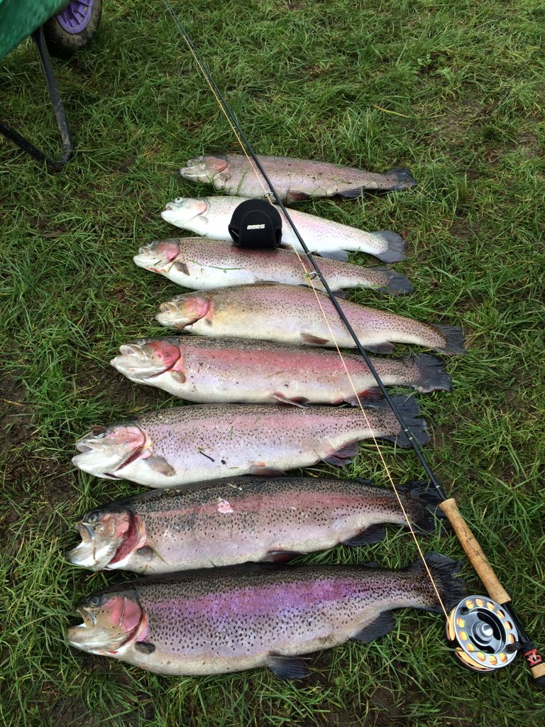 Great day today at <a href="/lechlade_trout/">Lechlade Trout</a> first cast fish and didn't stop from there! Thanks guys we will be back 👌🏻