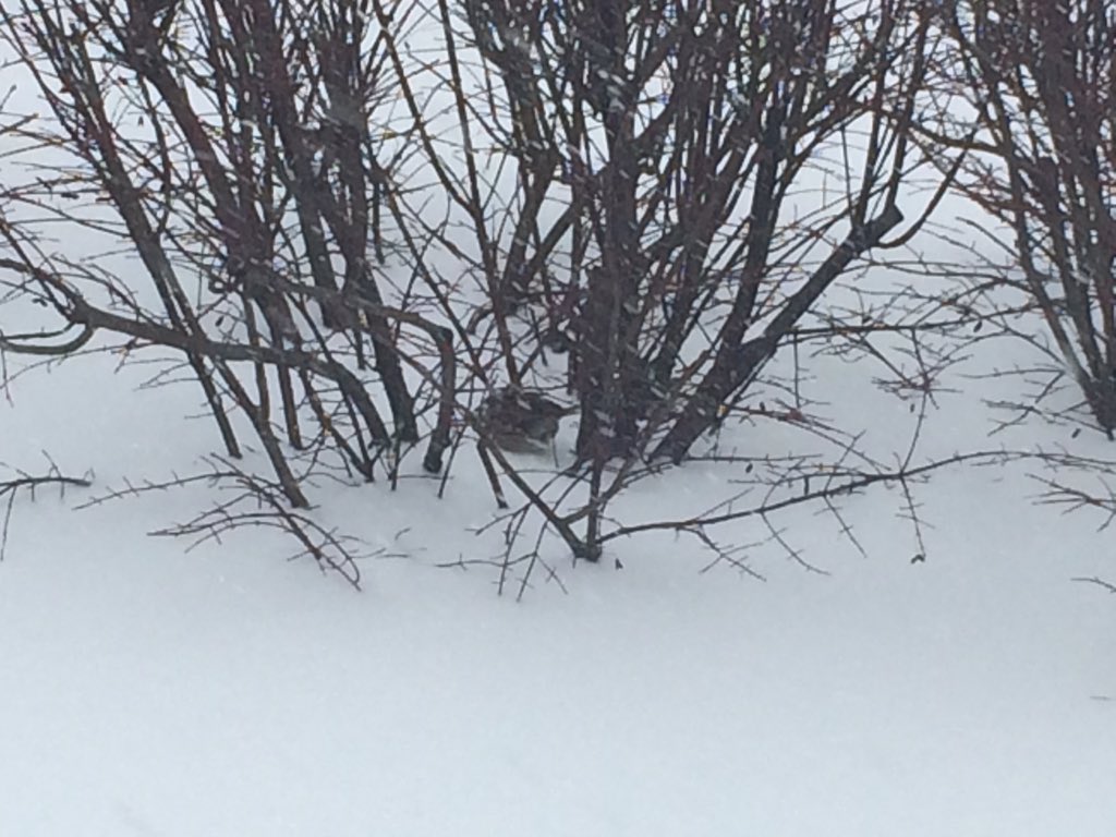 kimdaceywbal's tweet image. This is really a snowbird! A tiny bird in the snow- must be lost! #notspringyet @wbaltv11 #snoWBAL #blizzard2016