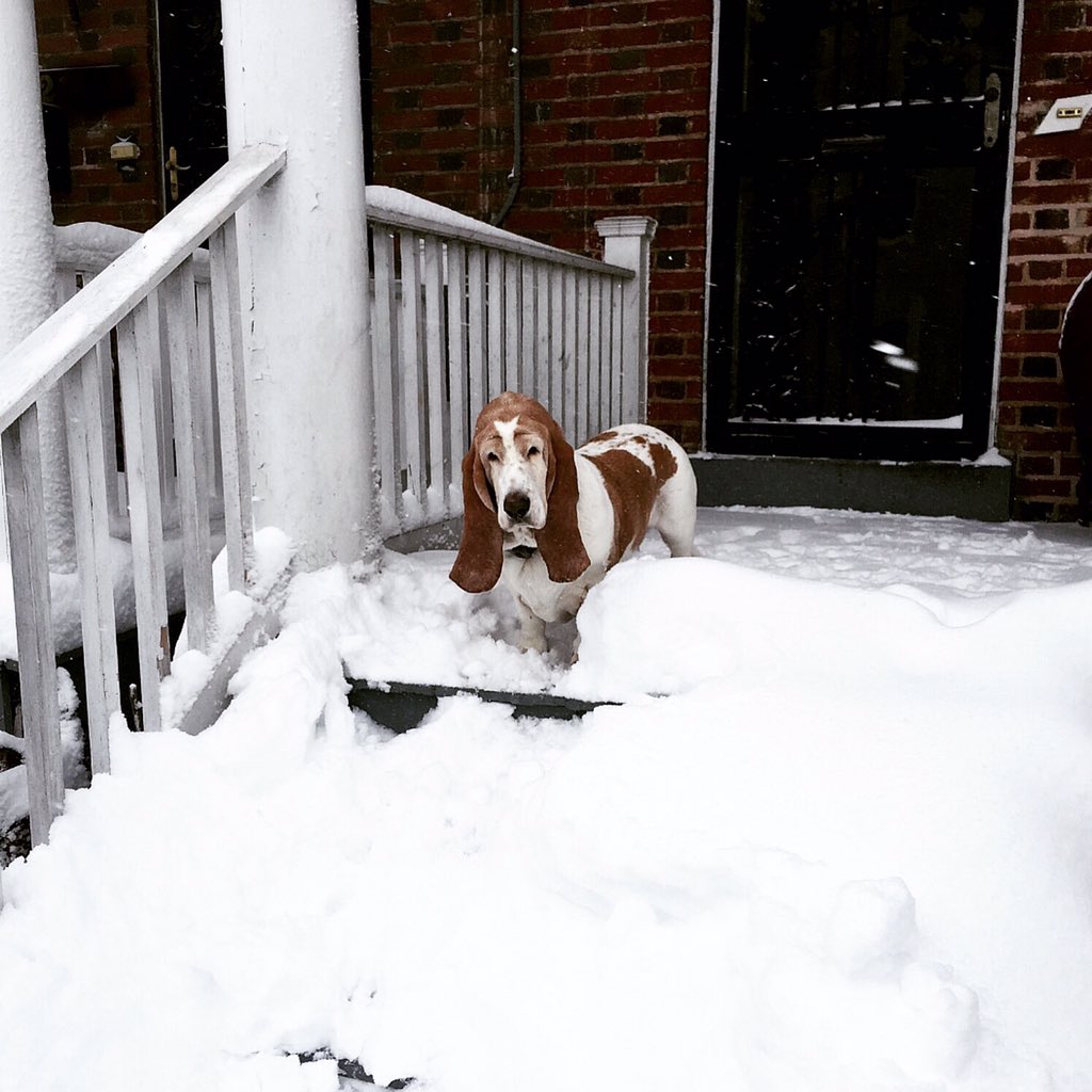 sweetrubyred's tweet photo. I don't know why you're bothering. 
#winterstorm2016 #jonasblizzard #anacostiasnow #rubysporches #nbcwashington https://t.co/sGqOOB0WDi