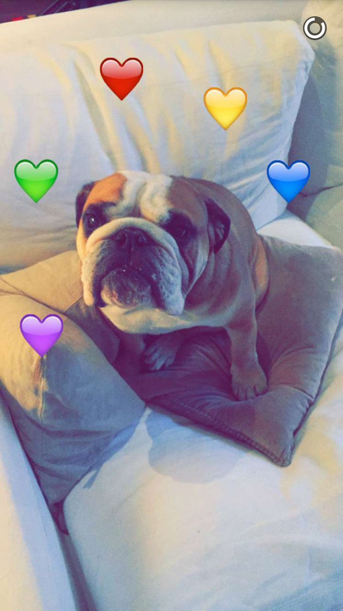 CaldersCross's tweet photo. NEW (22/01/16) :
Eleanor on Snapchat 🐶💜💚❤💛💙 https://t.co/XpmQb1KPvH