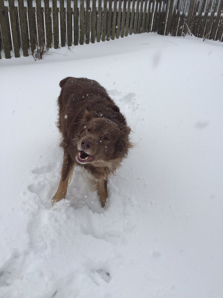JFelicetti's tweet photo. @nj1015 #blizzard2016 #njsnow #LovinFun #oldbridge https://t.co/7S9bK7dOwJ