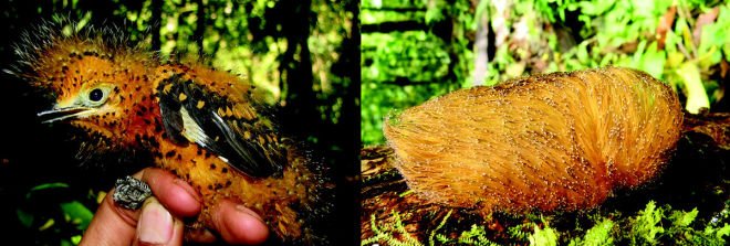 buzzingwithbee's tweet photo. #WeirdScience. Baby bird = Poisonous Caterpillar? https://t.co/itZtiQ7pOs https://t.co/CBlTUcl5Gm